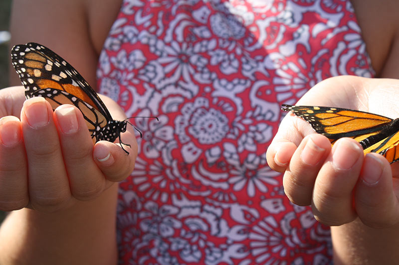 Two Hands Holding Butterflies