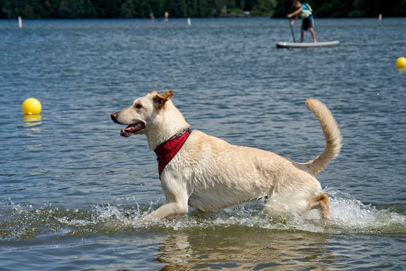 White Dog in Water